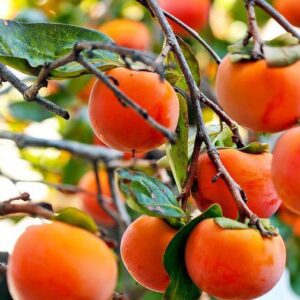 Fuyu Persimmon - The Home Gardner’s Choice