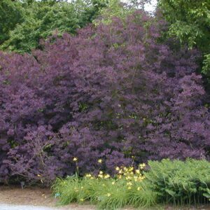 Royal Purple Smoke Tree - The Home Gardner’s Choice