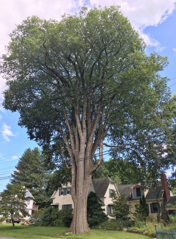 princeton american elm tree 2 - The Home Gardner’s Choice