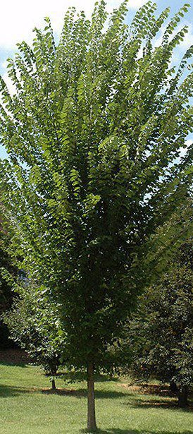 princeton american elm tree - The Home Gardner’s Choice